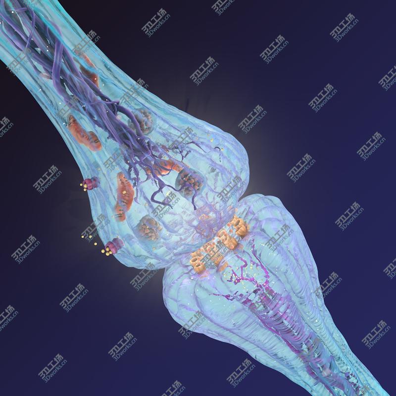 images/goods_img/2021040231/3D model Synapse/2.jpg